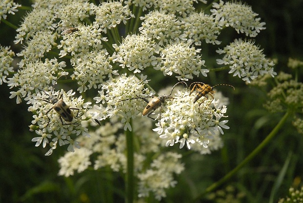 fuzáč štvorškvrnný  Pachyta quadrimaculata (Linnaeus, 1758)