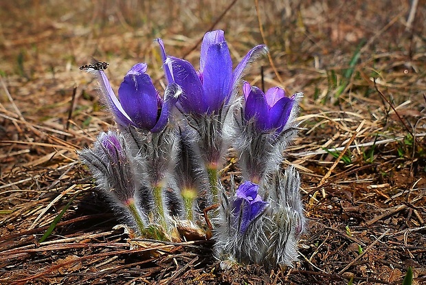 poniklec veľkokvetý Pulsatilla grandis Wender.