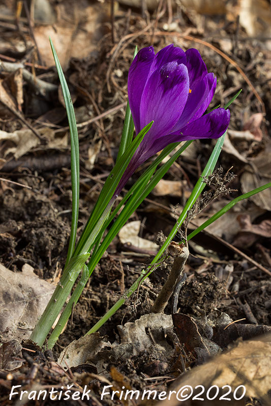 šafran karpatský Crocus heuffelianus Herb.