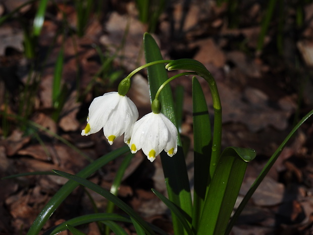 bleduľa jarná karpatská Leucojum vernum subsp. carpaticum (Spring) O. Schwarz