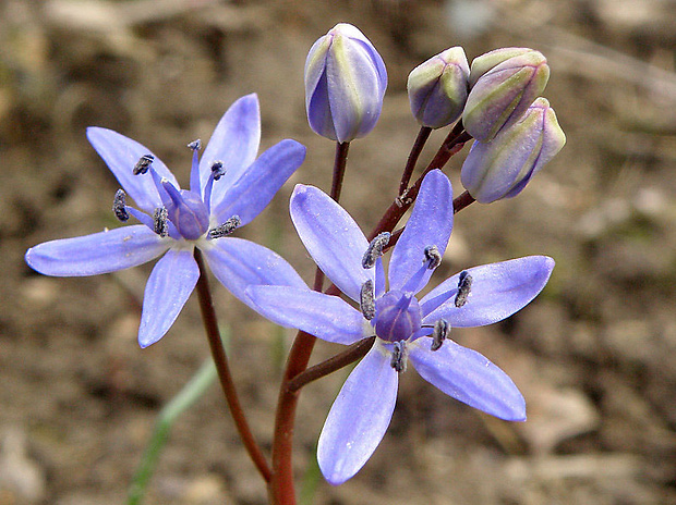 scila viedenská Scilla vindobonensis Speta