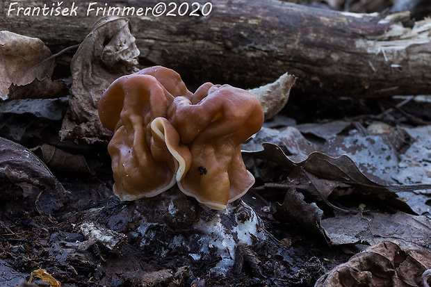 ušiak obrovský Gyromitra gigas (Krombh.) Cooke