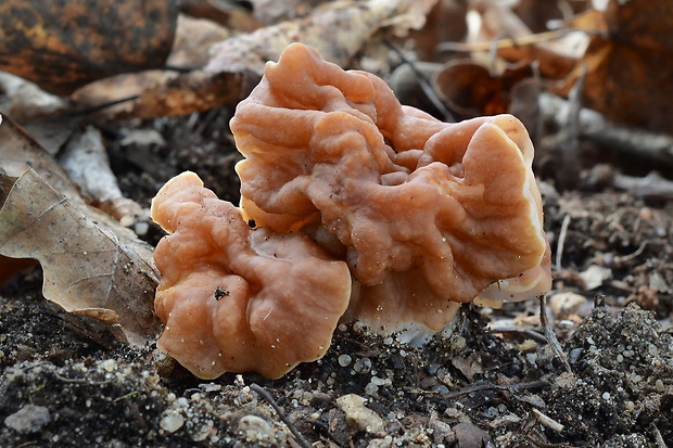 ušiak obrovský Gyromitra gigas (Krombh.) Cooke