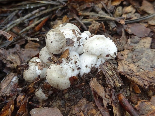 šťavnačka marcová Hygrophorus marzuolus (Fr.) Bres.