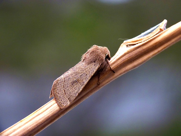 mora lipová Orthosia cerasi