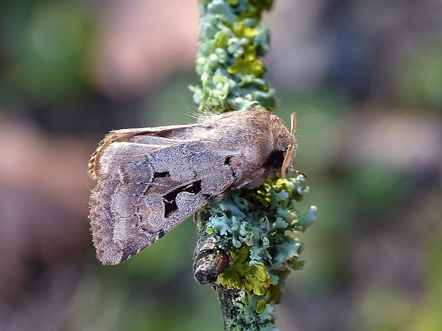 mora ovocná Orthosia gothica