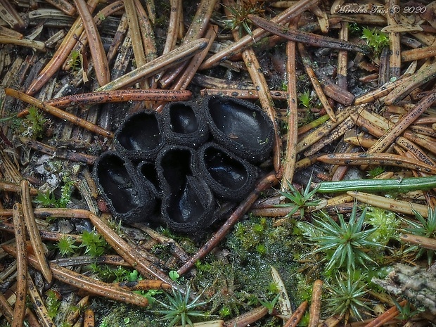 misôčka Pseudoplectania sp.