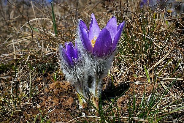 poniklec veľkokvetý Pulsatilla grandis Wender.