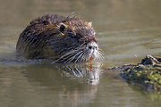 nutria vodná