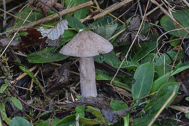 hodvábnica porfýrová Entoloma porphyrophaeum (Fr.) P. Karst.