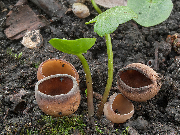 hľuznatka Sclerotinia sp.