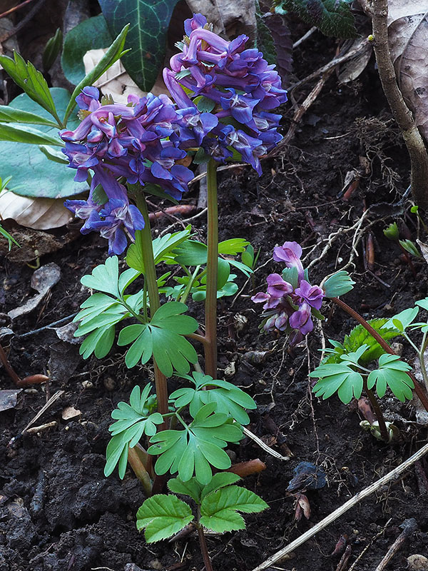 chochlačka plná Corydalis solida (L.) Clairv.