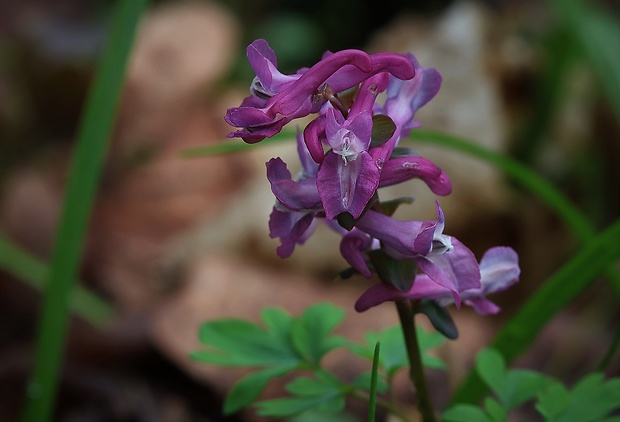 chochlačka Corydalis sp.