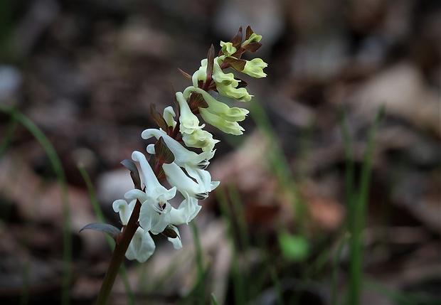 chochlačka Corydalis sp.