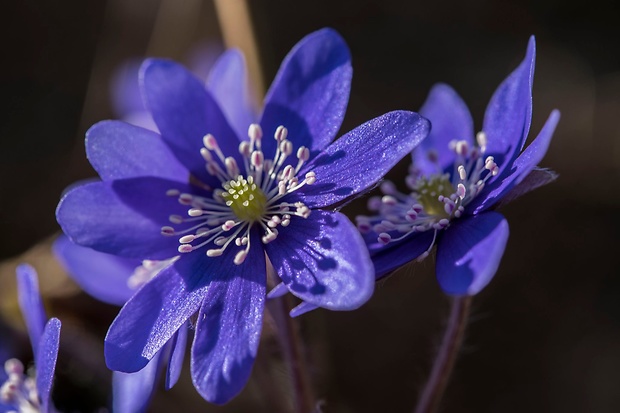 pečeňovník trojlaločný Hepatica nobilis Schreb.