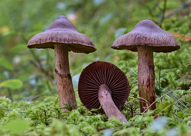 pavučinovec Cortinarius sp.