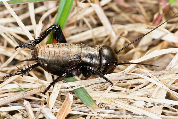 svrček poľný Gryllus campestris