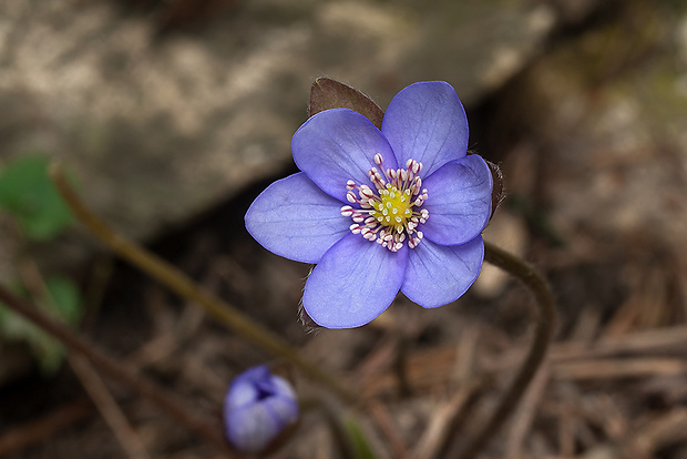 pečeňovník trojlaločný Hepatica nobilis Schreb.