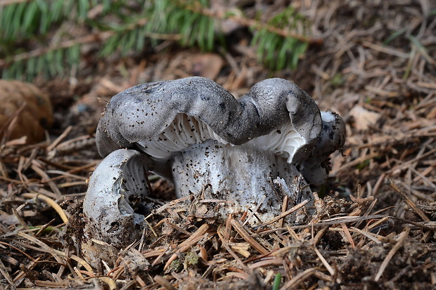 šťavnačka marcová Hygrophorus marzuolus (Fr.) Bres.