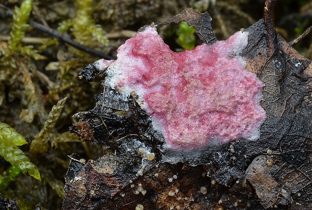 hubožer ružový Hypomyces rosellus (Alb. & Schwein.) Tul. & C. Tul.