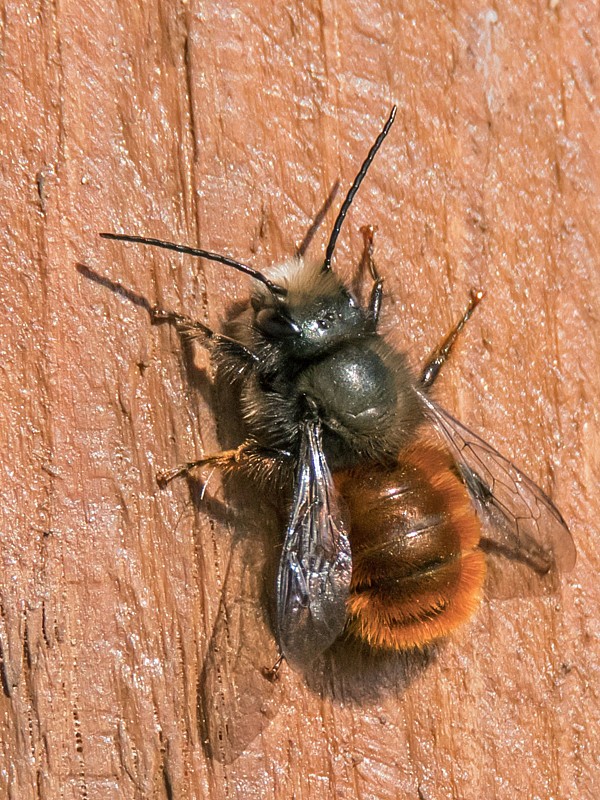 samotárska včela Osmia cf. cornuta