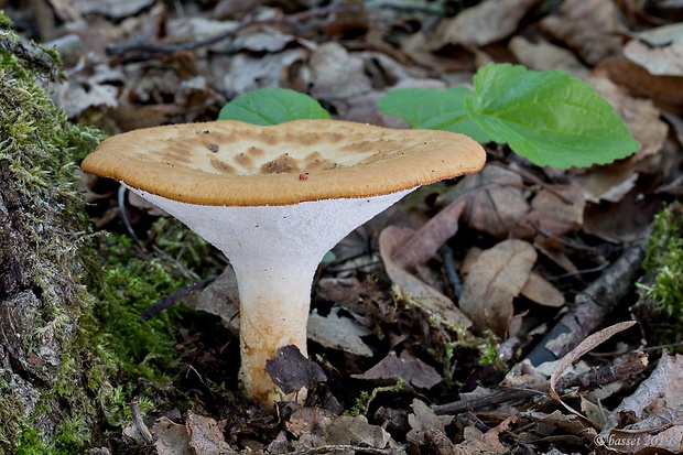 trúdnik hľuzovitý Polyporus tuberaster (Jacq. ex Pers.) Fr.