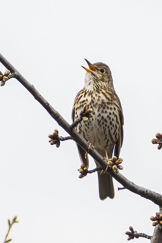 drozd plavý Turdus philomelos