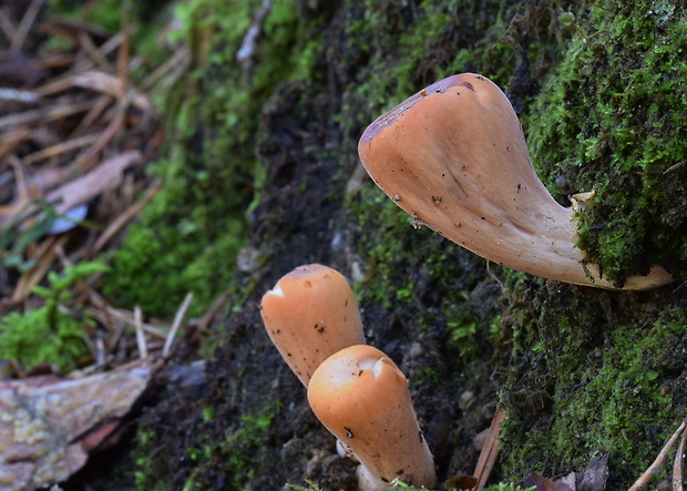 kyjak useknutý Clavariadelphus truncatus Donk