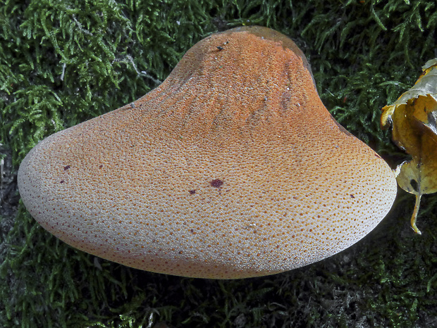 pečeňovec dubový Fistulina hepatica (Schaeff.) With.