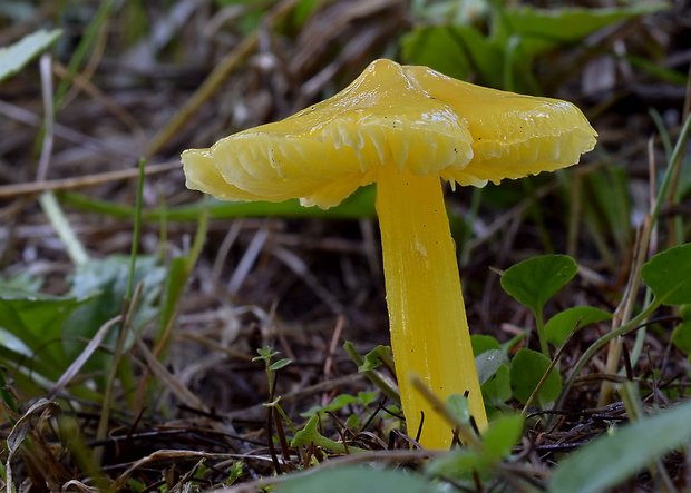 lúčnica hrotitá Hygrocybe acutoconica (Clem.) Singer