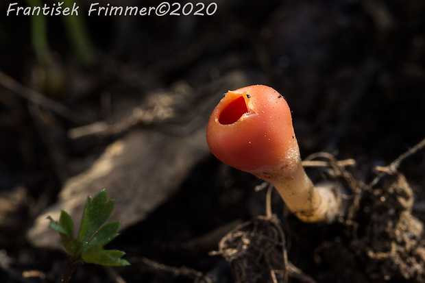 ohnivček zimný Microstoma protractum (Fr.) Kanouse