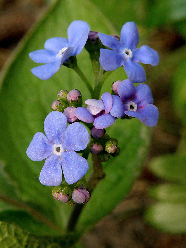 brunera veľkolistá Brunnera macrophylla (Adams) I. M. Johnst.