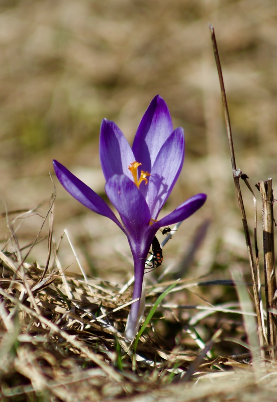 šafran Crocus veluchensis Herb.