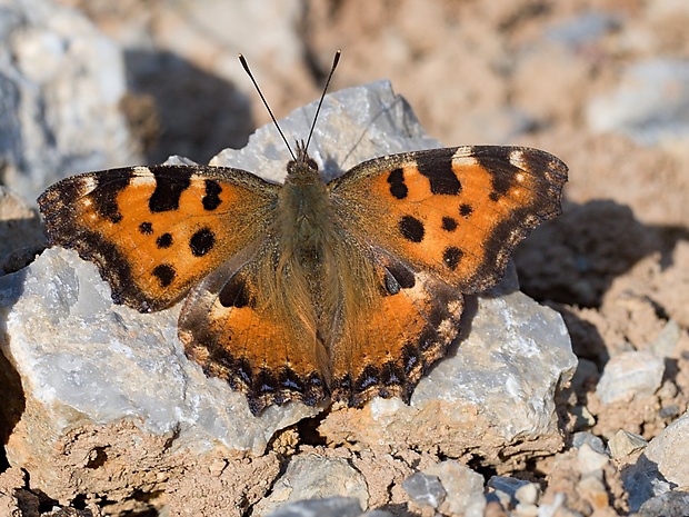 bábôčka brestová Nymphalis polychloros