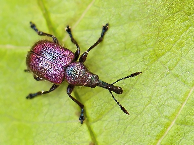 nosánik Rhynchites auratus