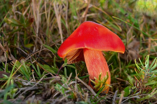 lúčnica nádherná Hygrocybe splendidissima (P.D. Orton) M.M. Moser