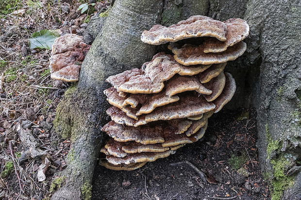 ryšavec kôrovitý Inonotus cuticularis (Bull.) P. Karst.