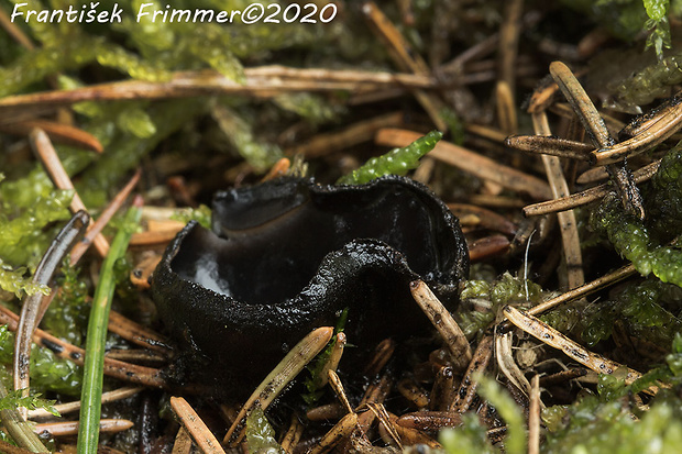 misôčka Pseudoplectania sp.