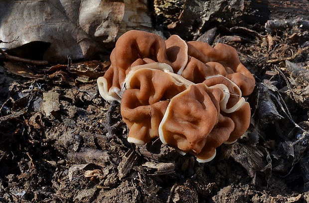 ušiak obrovský Gyromitra gigas (Krombh.) Cooke