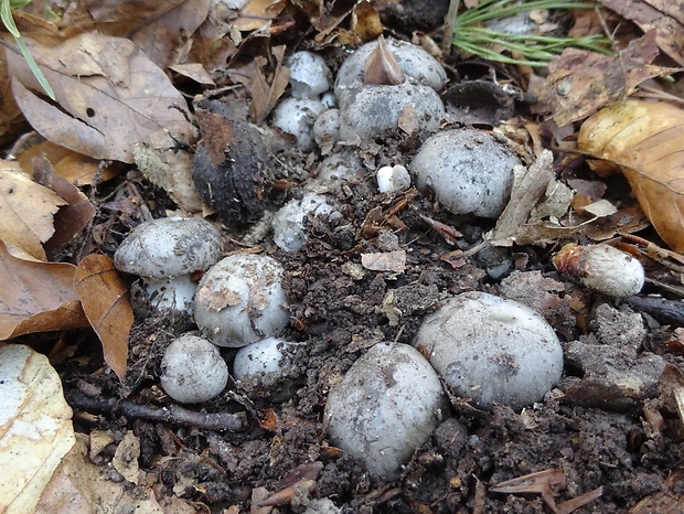 šťavnačka marcová Hygrophorus marzuolus (Fr.) Bres.