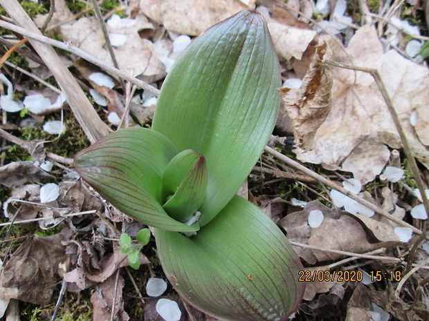 vstavač Orchis sp.