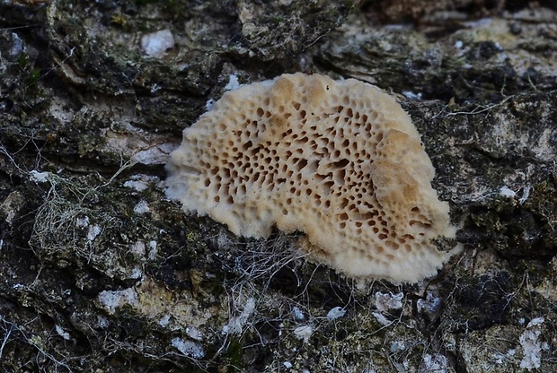 trúdnikovček vŕbový Antrodia macra (Sommerf.) Niemelä