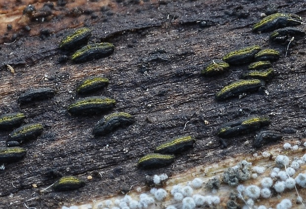 Hysterobrevium smilacis (Schwein.) E. Boehm & C.L. Schoch