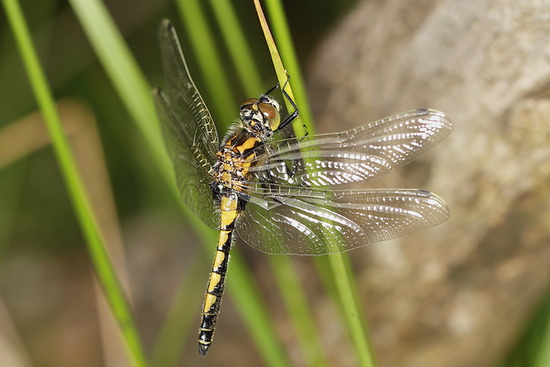 vážka Leucorrhinia pectoralis