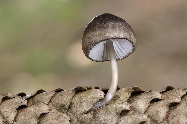 prilbička šišková Mycena strobilicola J. Favre & Kühner