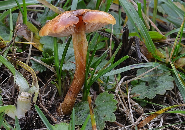 šupinovka Pholiota conissans (Fr.) Kuyper & Tjall.-Beuk.