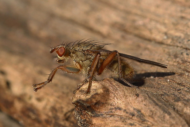 scathophaga furcata Scathophaga furcata