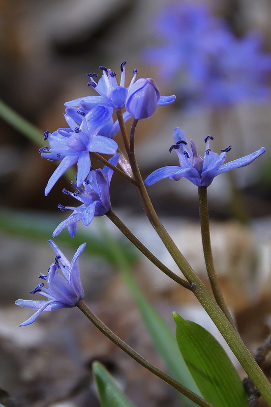 scila dvojlistá Scilla bifolia agg. L.