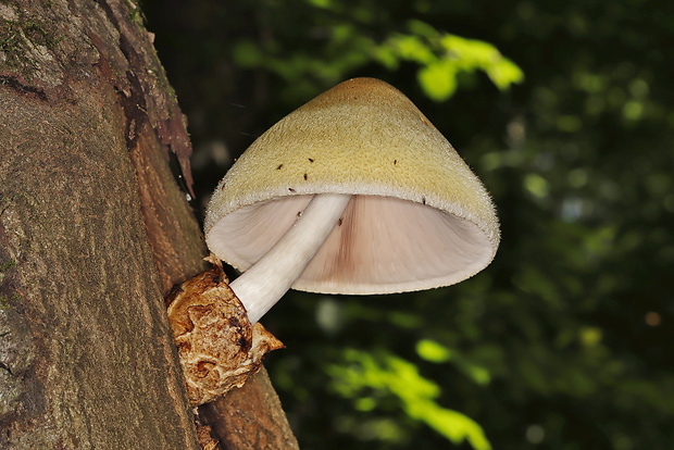 pošvovec stromový Volvariella bombycina (Schaeff.) Singer