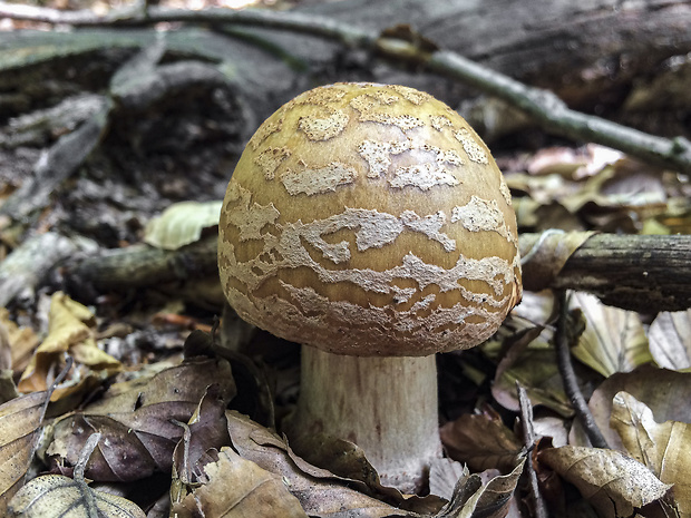 muchotrávka červenkastá Amanita rubescens Pers.